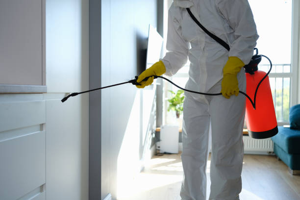 Professional Mold Removal in South Farmingdale, NY