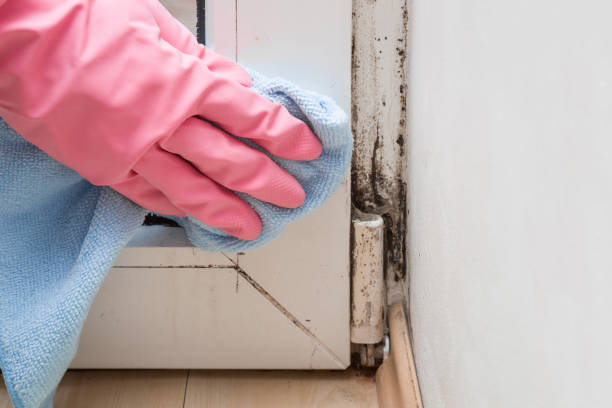Best Attic Mold Removal  in South Farmingdale, NY